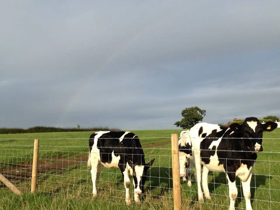 A Response to the New Vet School 