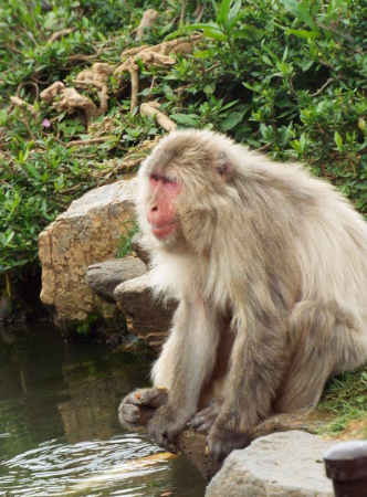 monkey3.png