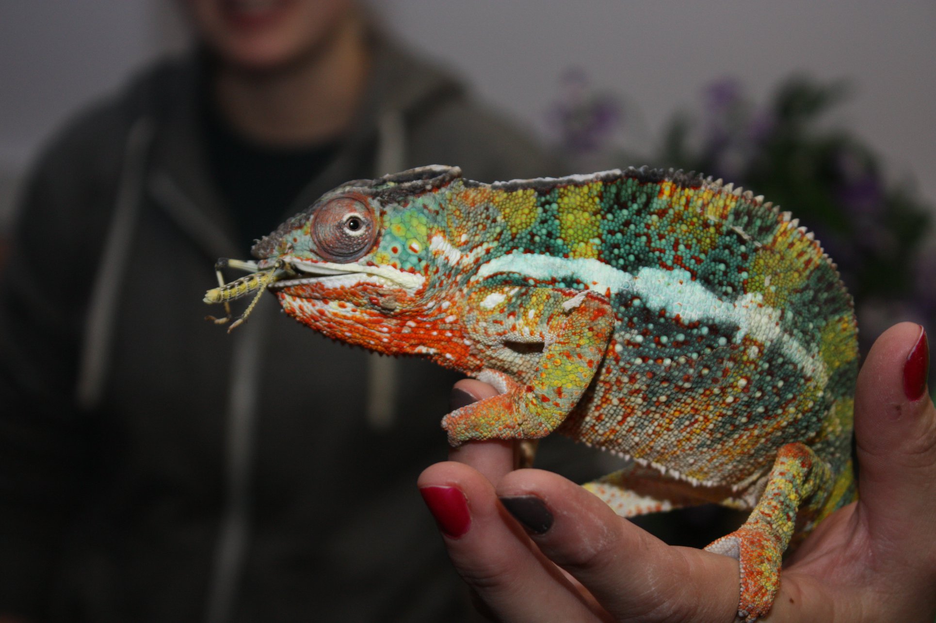 AVS and IVSA Elections 2019