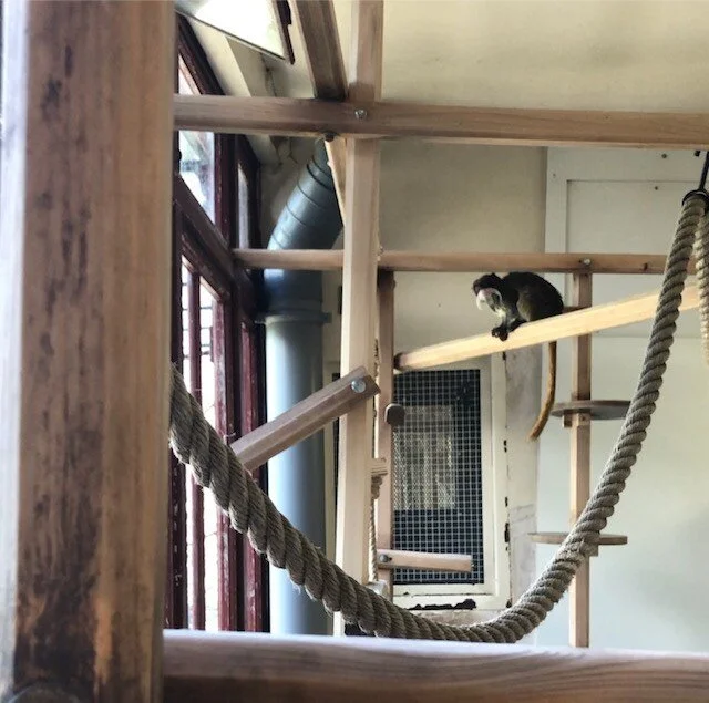 Tumultuous Tamarins on Zoo EMS
