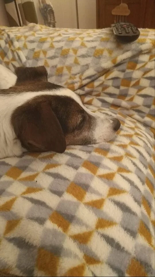 How have the UK’s pets been affected by lockdown?