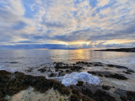 Seaweed-eating Sheep