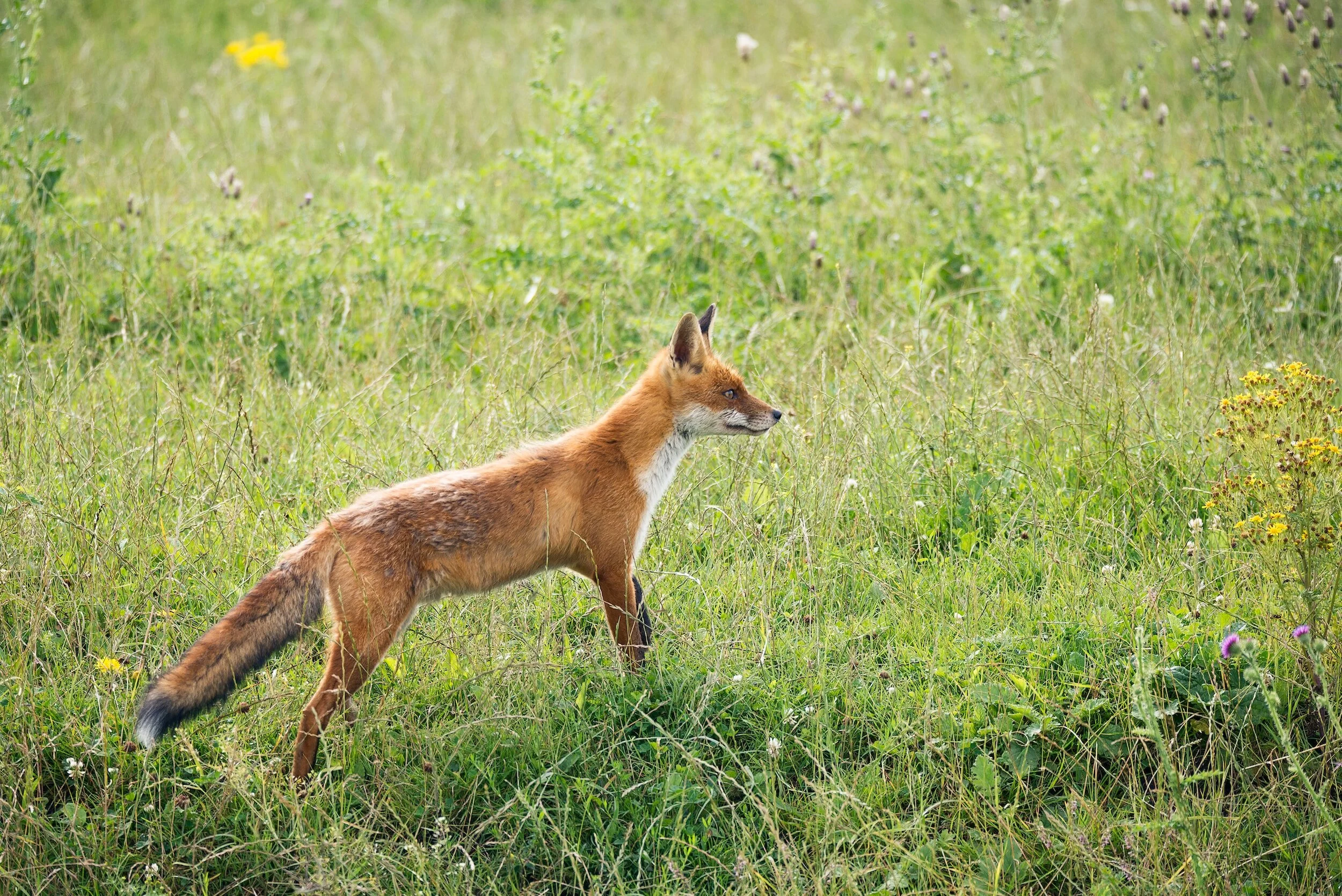Fox Hunting: Should the ban be lifted?