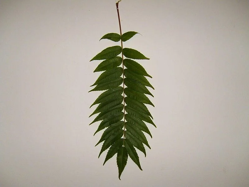 sumac