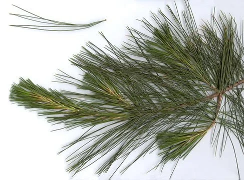 White pine needles