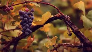 Wild Grapevine