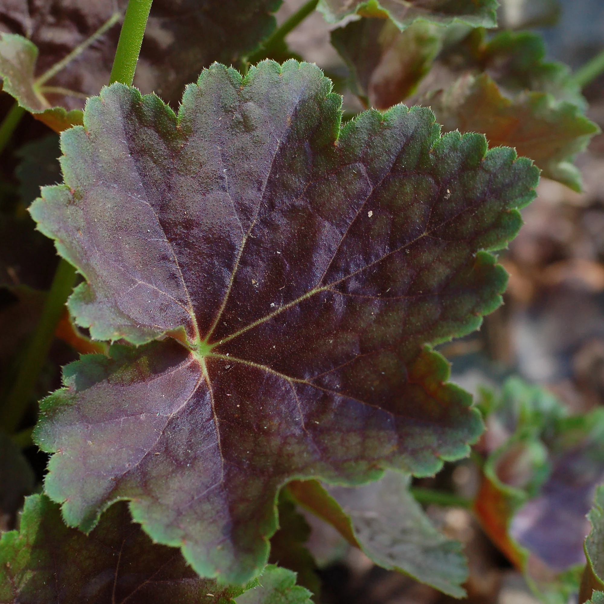 Heuchera Leaf