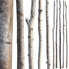 Aspen Trees, Wyoming