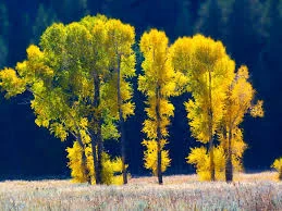 Cottonwood trees, Wyoming