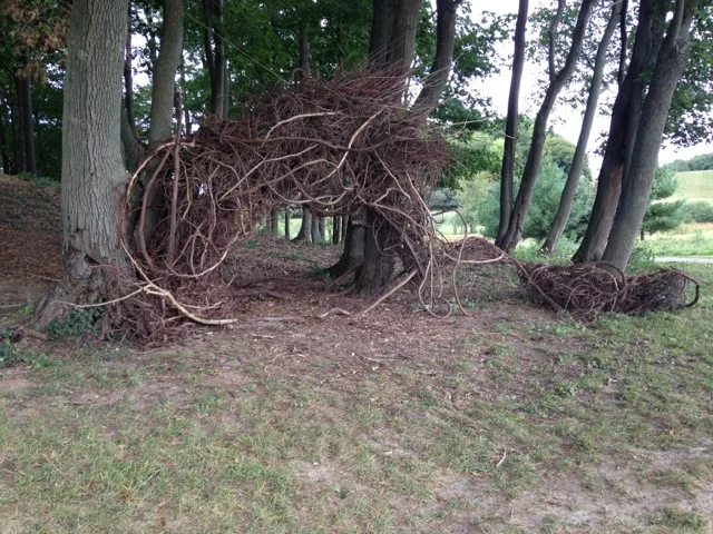 Lark de Tromphe, Shelburne farms