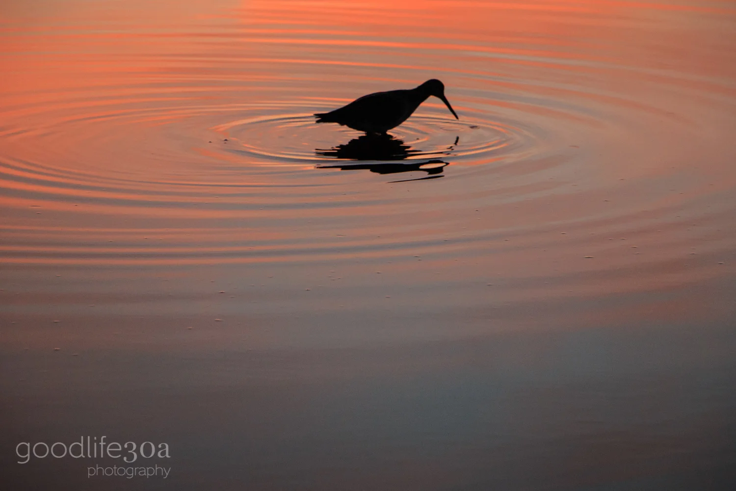 wildlife - circle tern.jpg