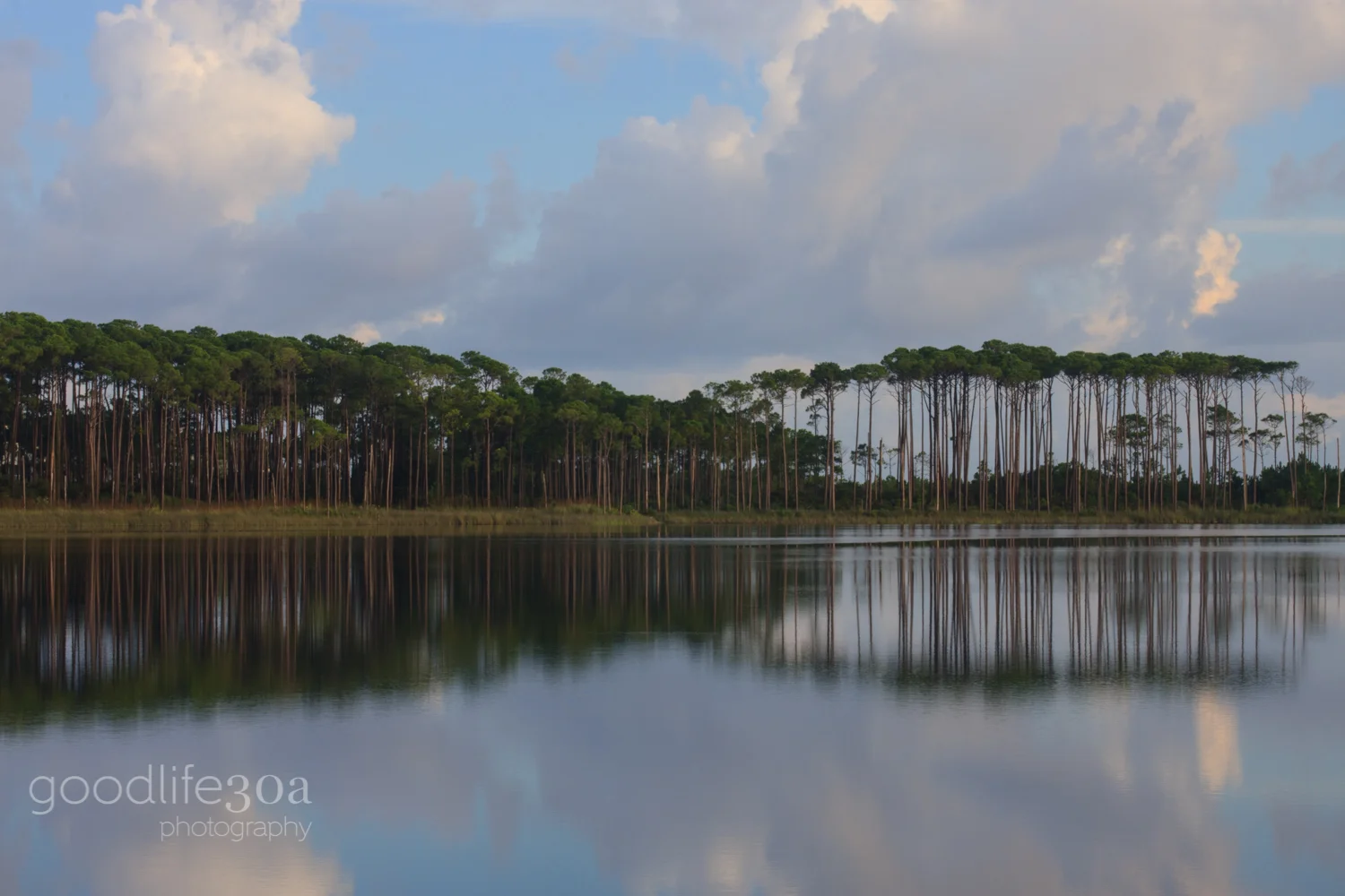 coastal dune lakes - pines all across.jpg
