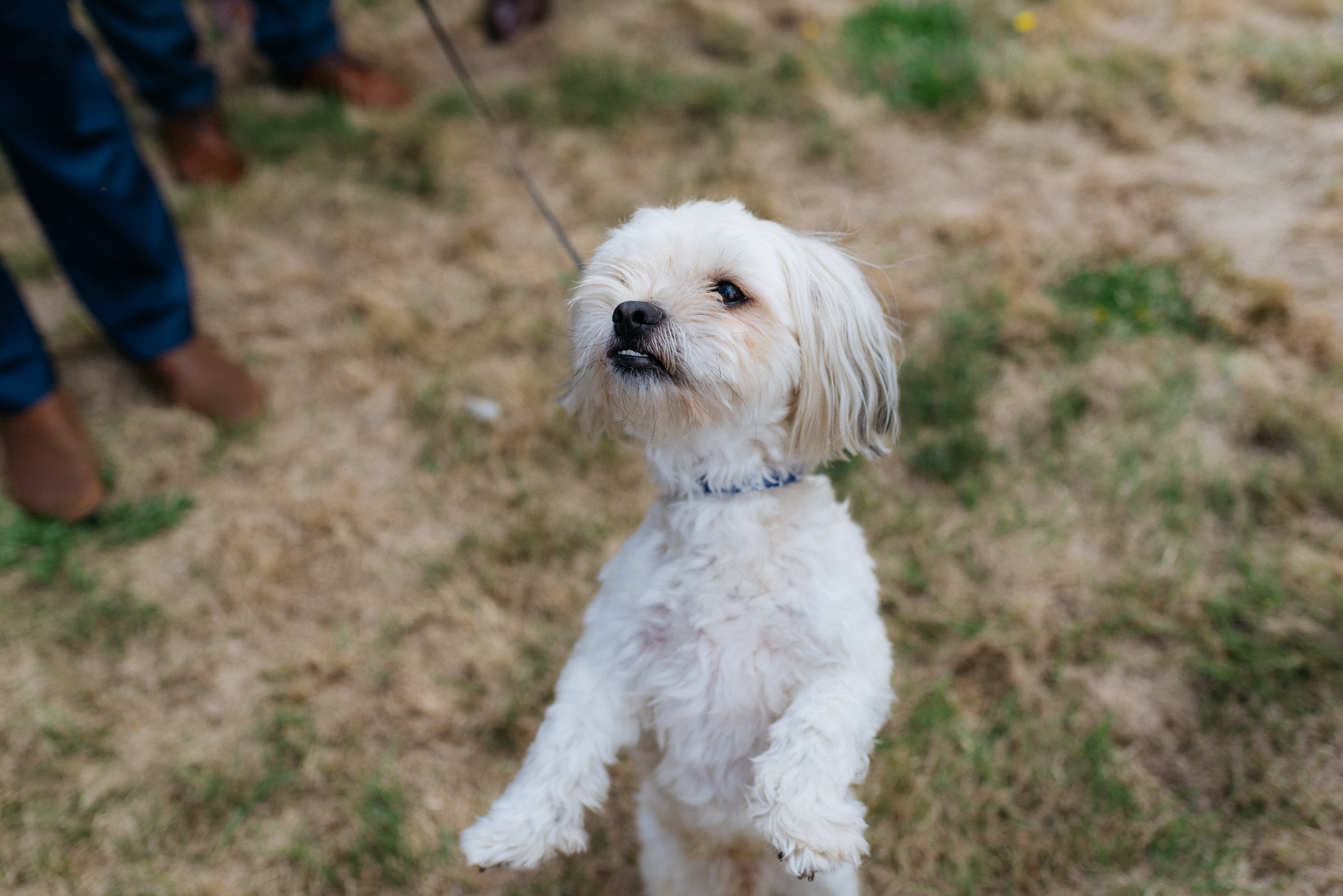 Dog enjoying the wedding