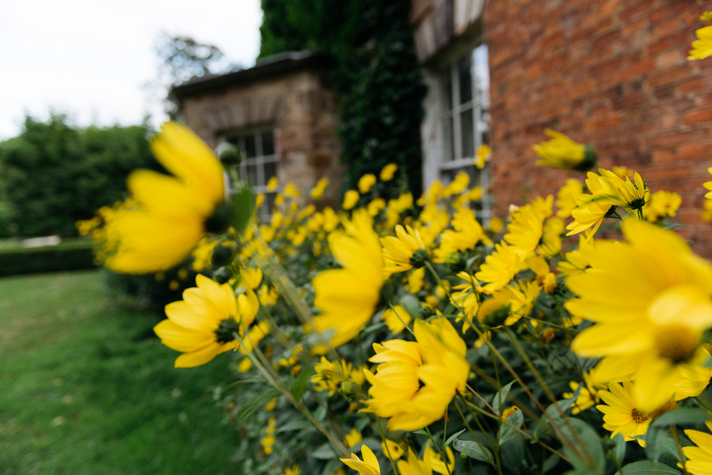 summer flowers in the gardens at Risley Hall