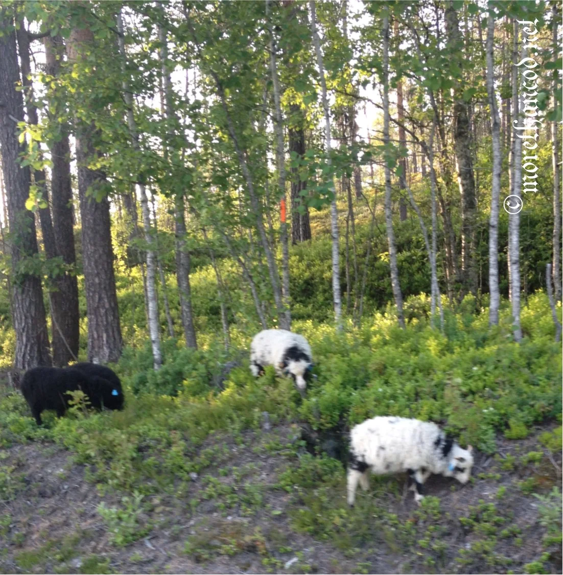 6th North Atlantic Native Sheep and Wool Conference