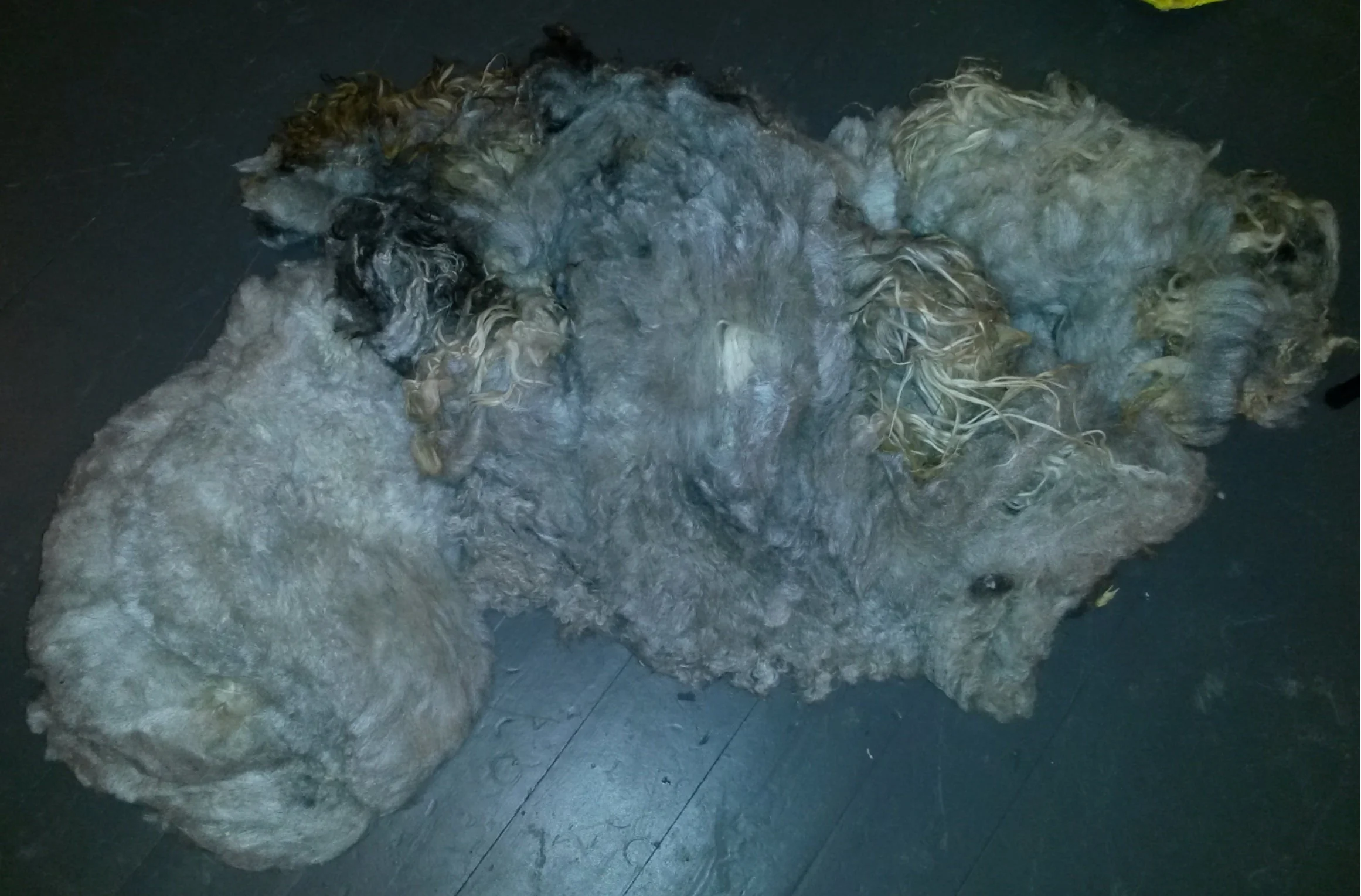 Colored spælsau lamb fleece, mostly shorn side (undercoat) showing. Photo by A. Steffensen