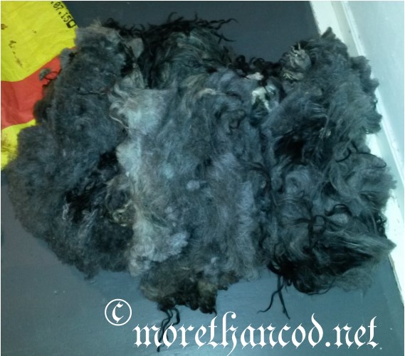 Colored spælsau lamb fleece nr. 2, also displaying mostly undercoat. Photo by A. Steffensen