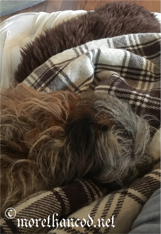 Gratuitous photo of FiberDog helping test-drive the set-up