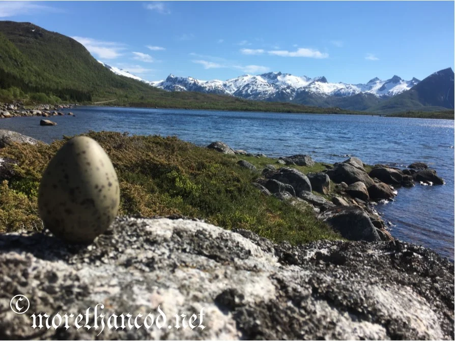 Gull egg found, now the hunt is on for a Golden Egg!