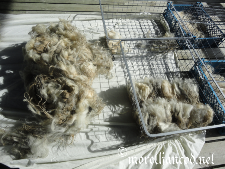 From caos to order- sorting an Old Norse (Villsau) fleece