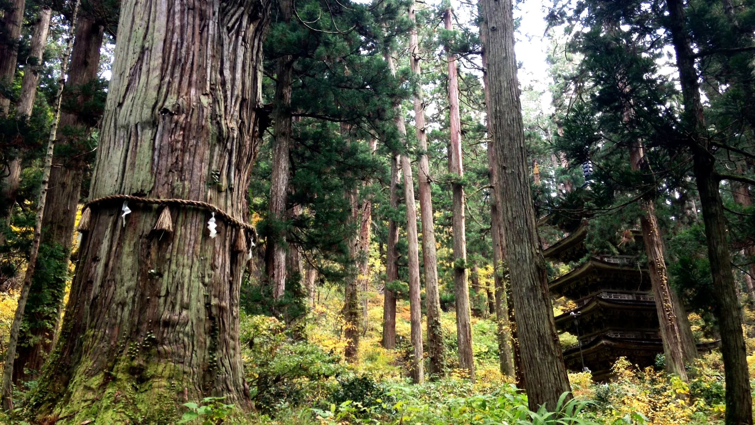 The Grandfather Cedar (Jijisugi) and five-Level Pagoda at Mount Haguro, Yamagata Prefecture.