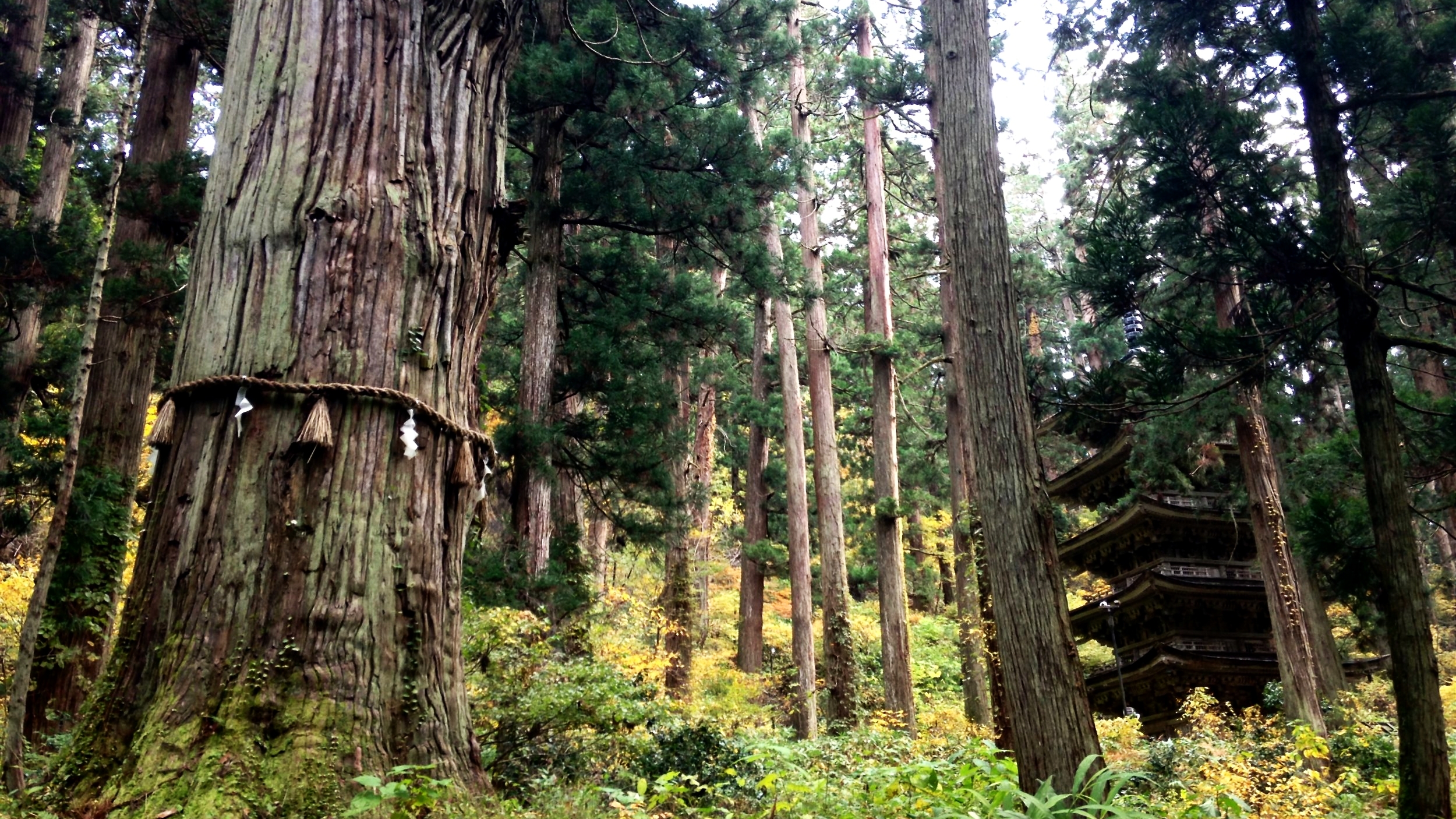 The Grandfather Cedar (Jijisugi) and five-Level Pagoda at Mount Haguro, Yamagata Prefecture.