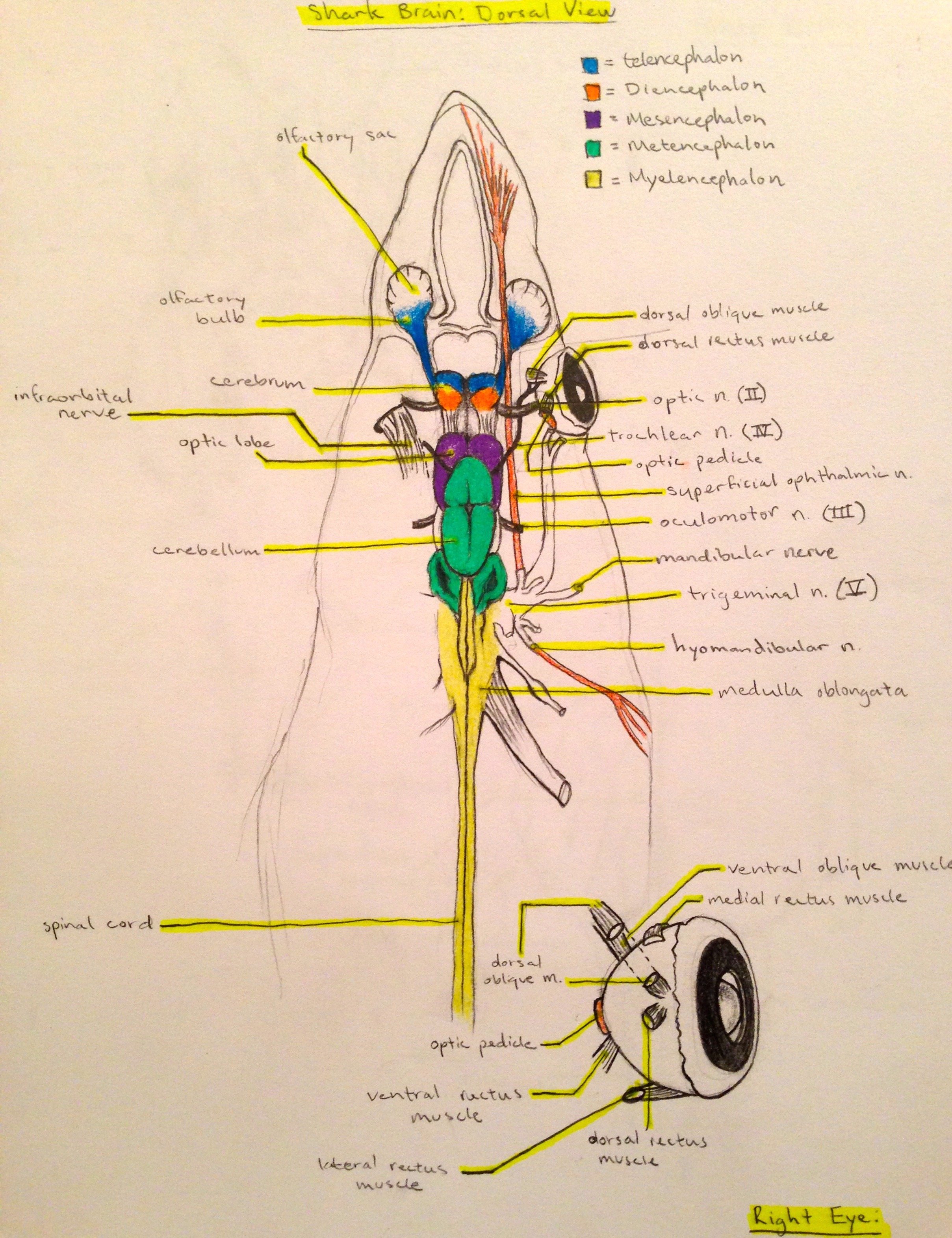 17. Comparative Anatomy.jpg