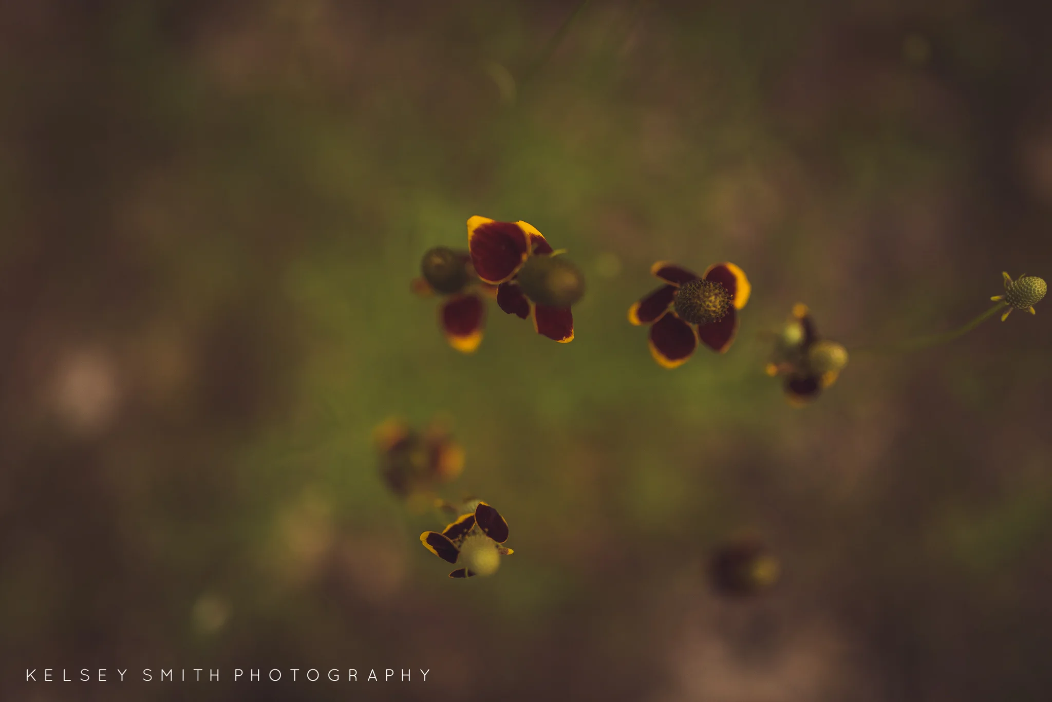 TheDeadTreeSociety_KelseySmithPhotography (Web Resolution)-27.jpg