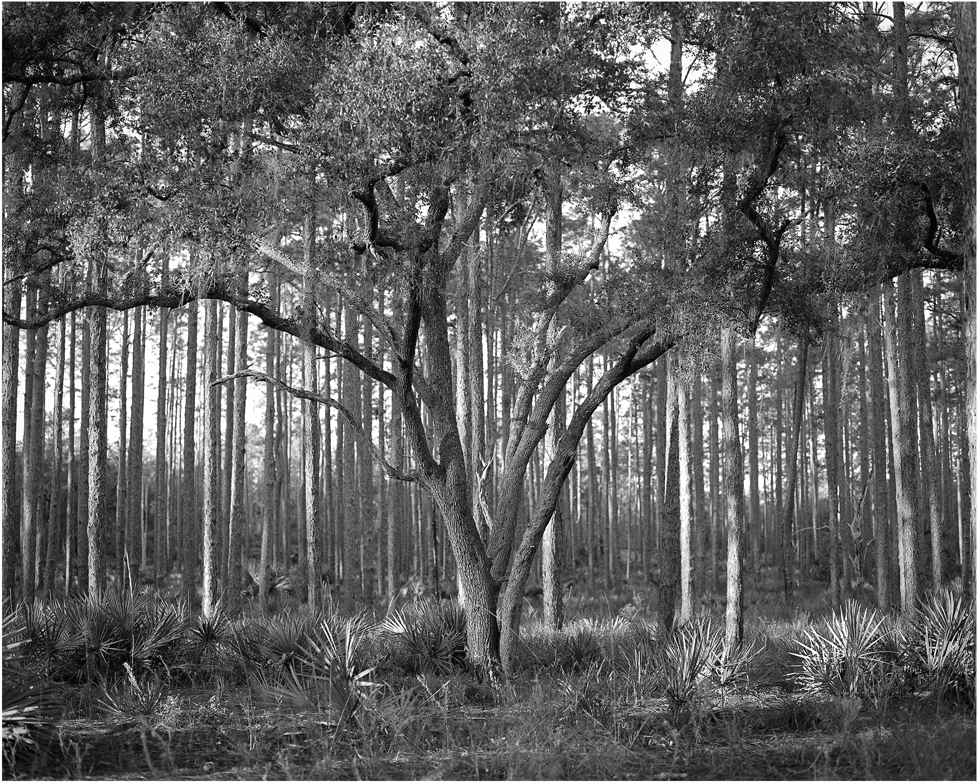 Mamiya RZ67 Pro II with 110mm f/2.8