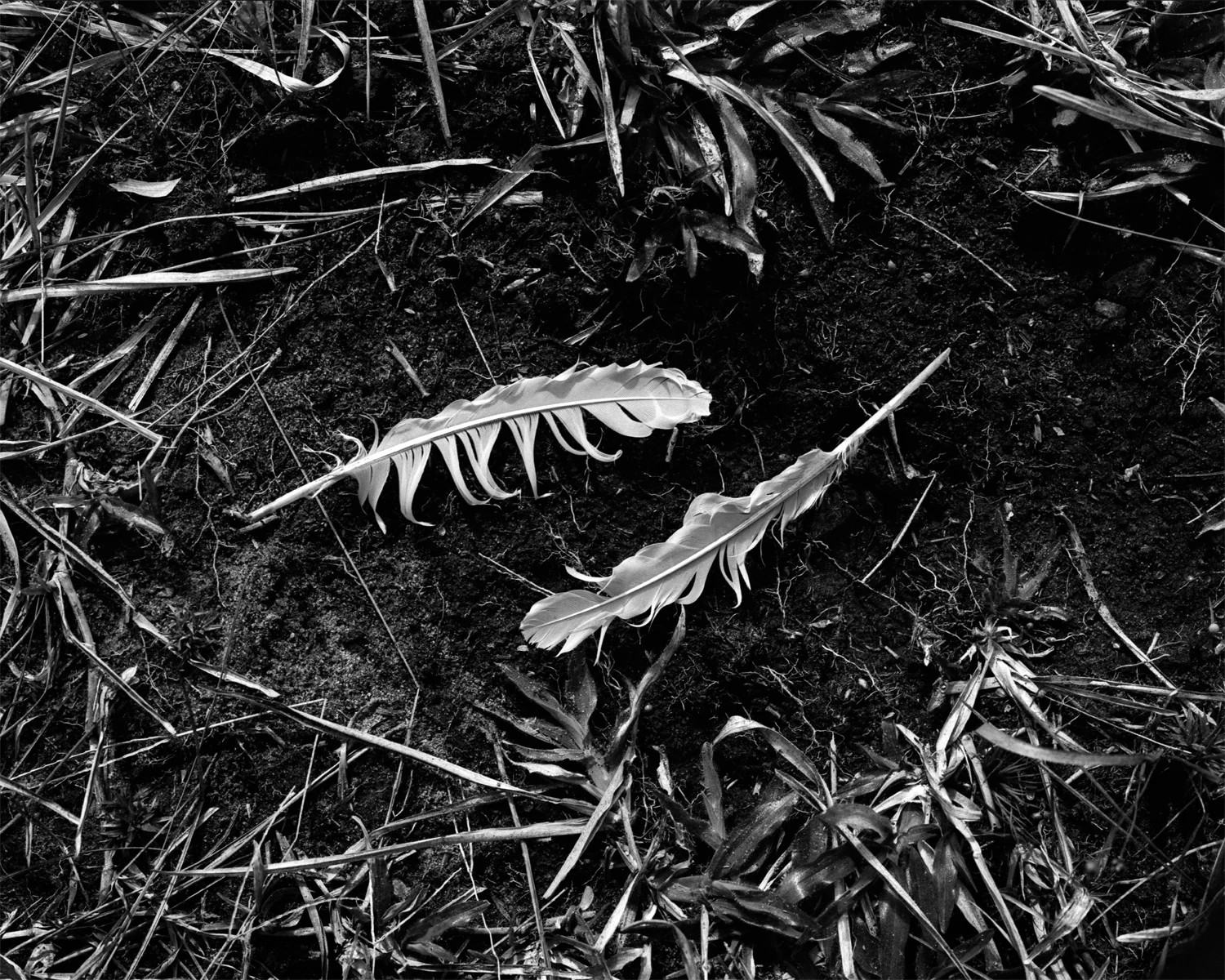 Mamiya RZ67 Pro II with 110mm f/2.8 and #25 red filter