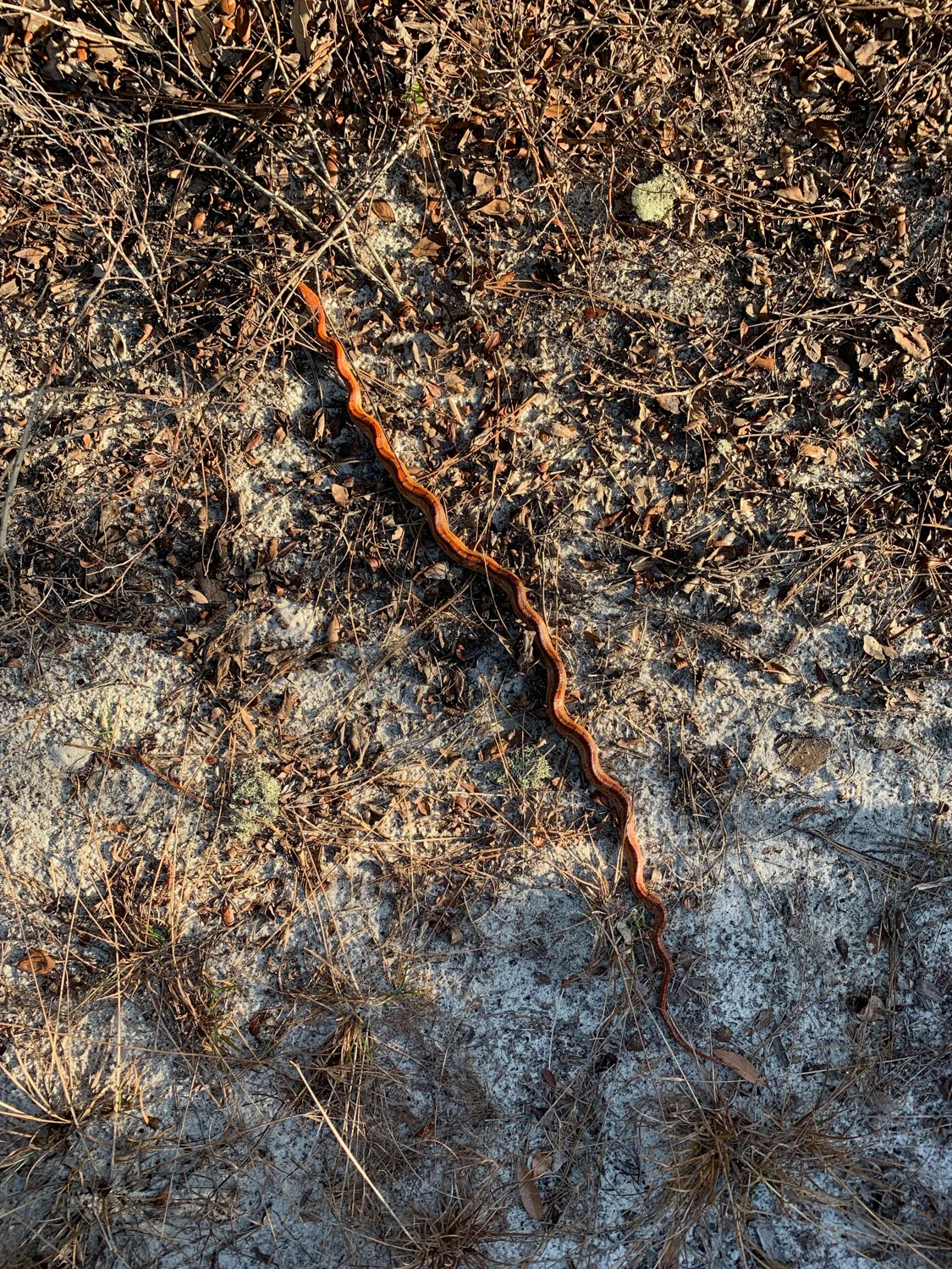 A corn snake we found sun bathing in the middle of the trail on the hike out. Shot with the iPhone XR.