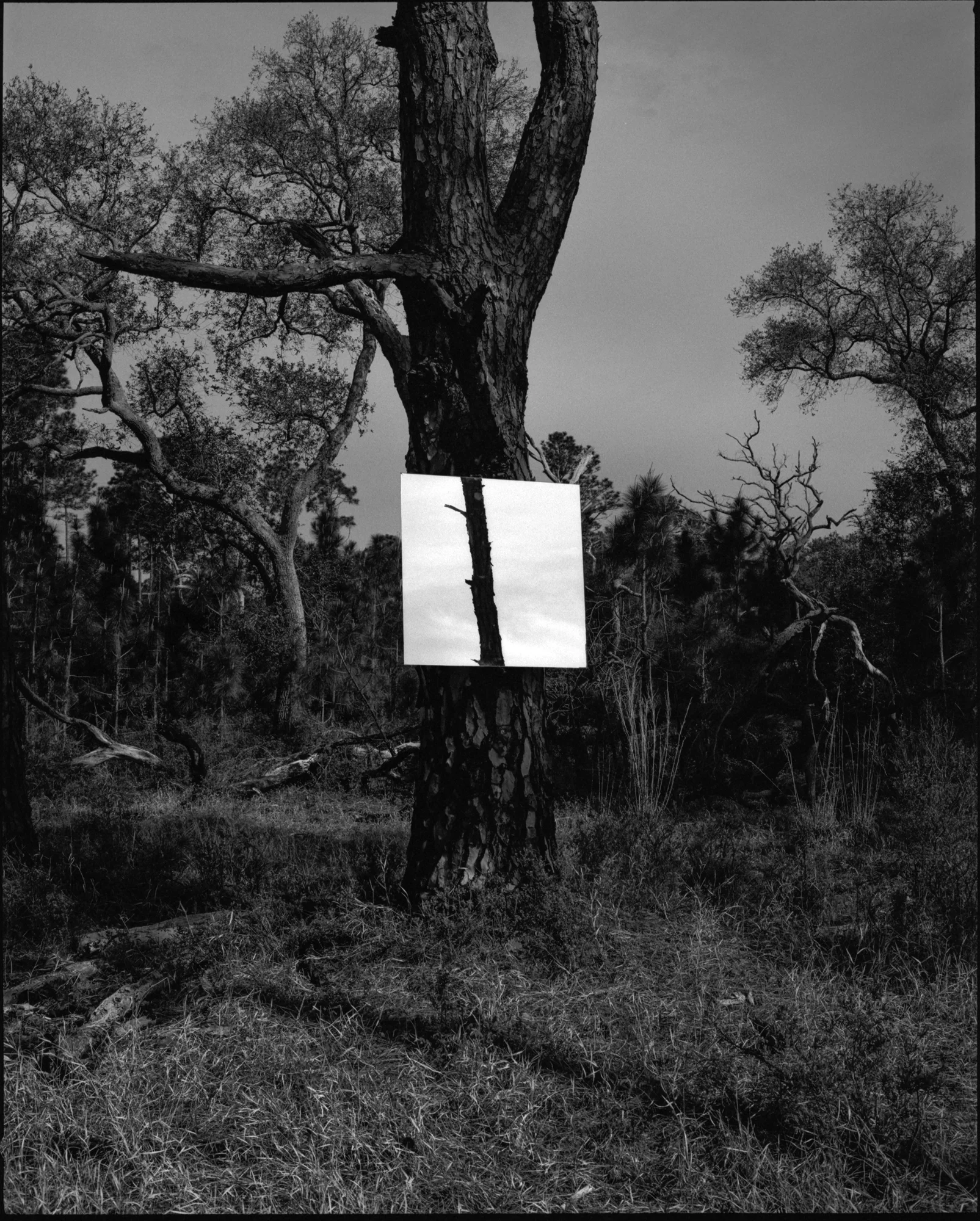 Mamiya 7ii, 80mm, Kodak Tri-X 400 pushed to 1600.