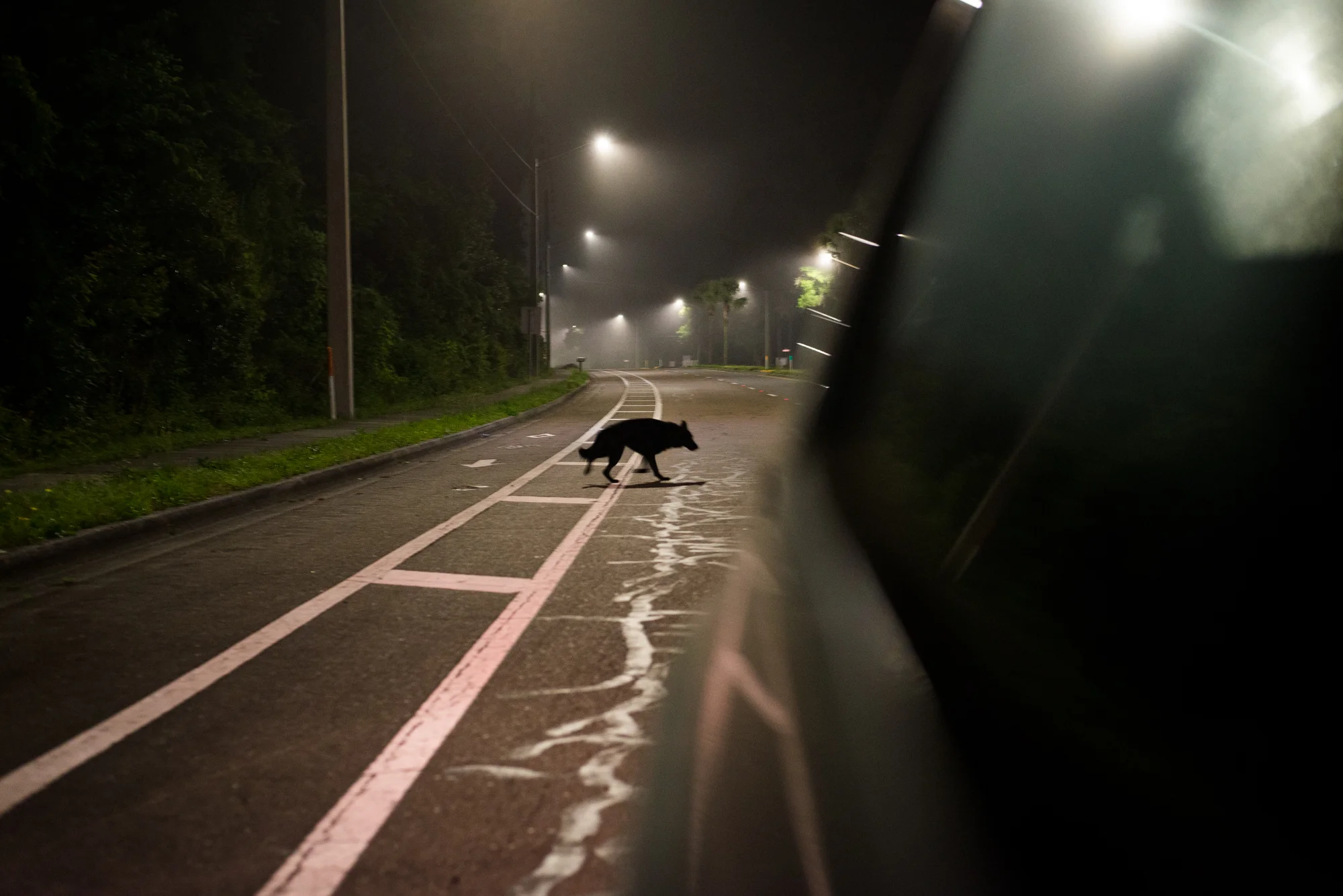 The antithesis of the image above, a dog lurking in the road behind the car poetically symbolizes the passing of an age.