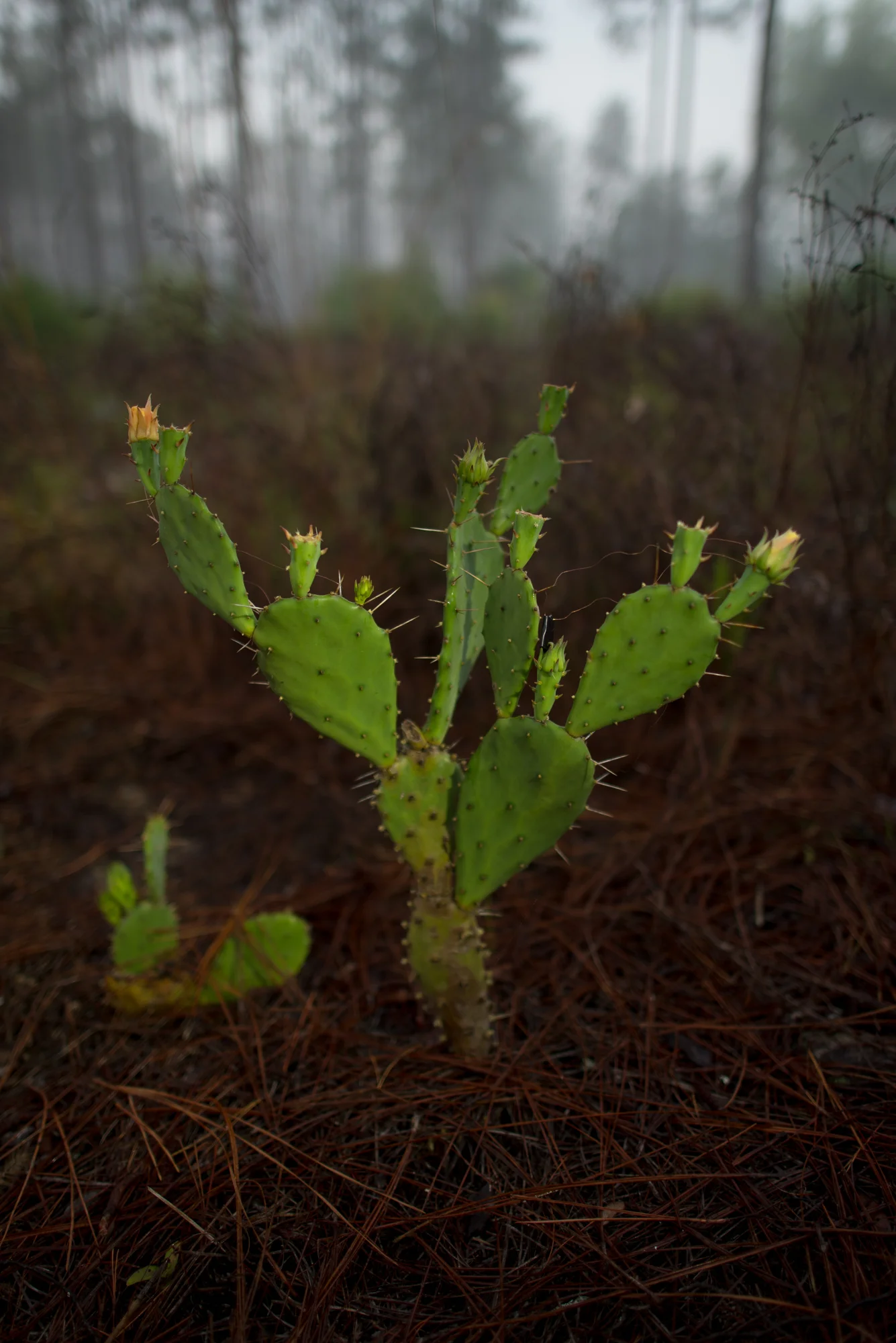 Here is the same cactus exactly seven days later. To our sad surprise, most of the buds had died and fallen off, save the two that were completely green in the previous image.