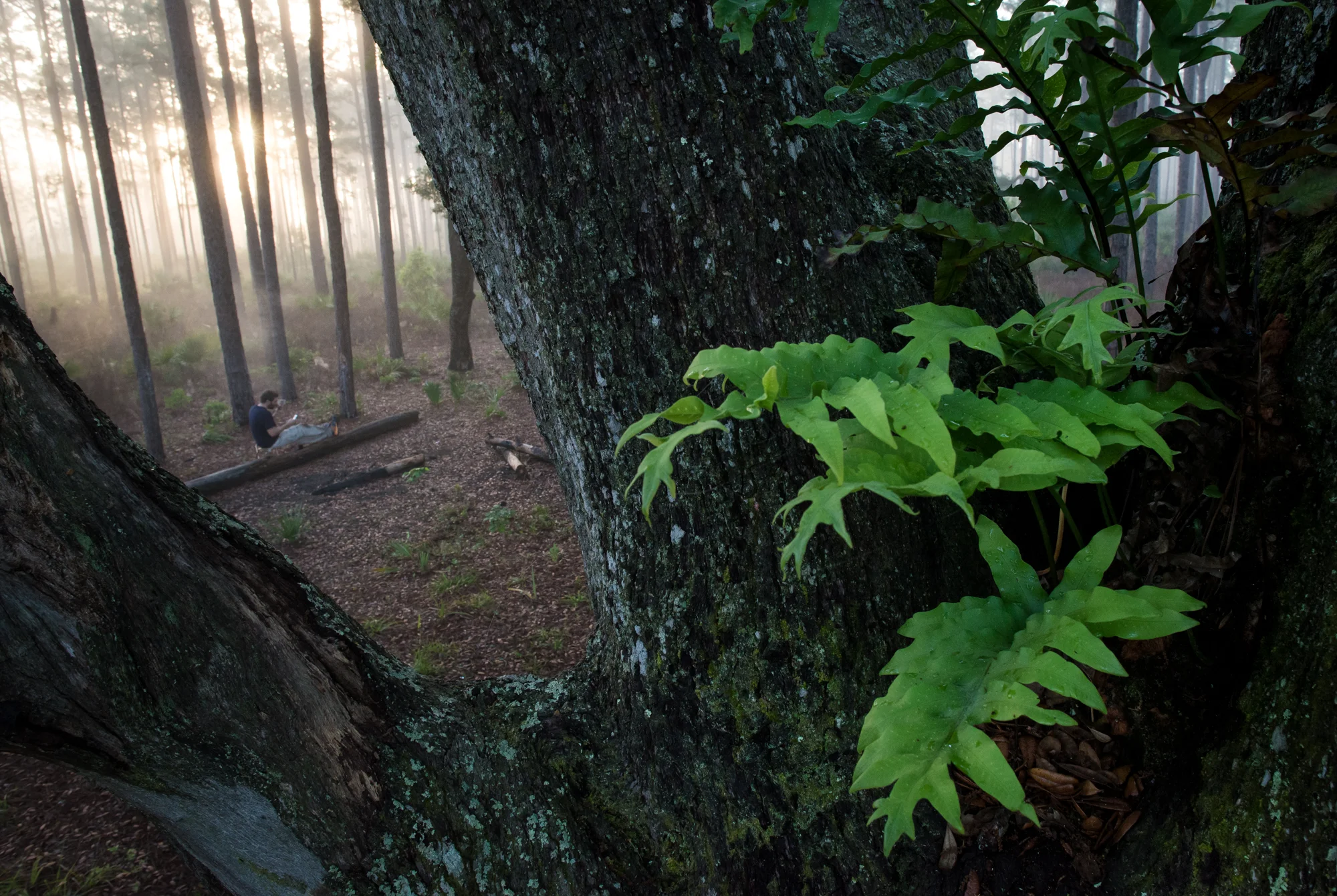 Alex enjoys the sunrise from the cover of an oak tree on the Yearling Trail.
