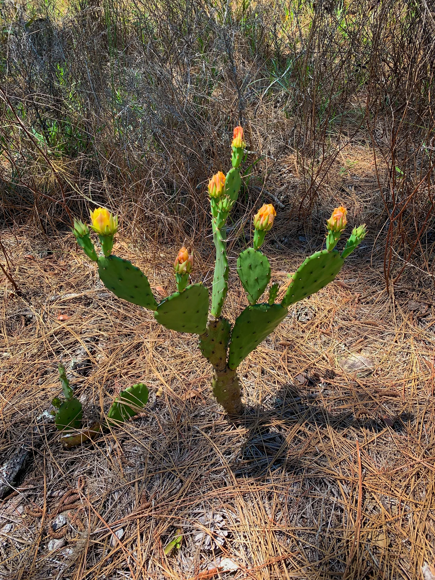 I took this image on my phone during last week’s trip. We designed our project around this cactus due to its large display of buds and close proximity to the Yearling Trail.