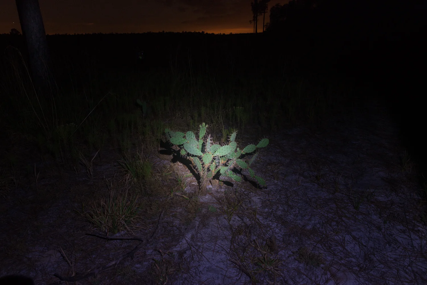 I took this image at Hopkins Prairie in 2016 during our first camping trip together. I remember discussing how difficult it is to take a nice photo of a prickly pear cactus.