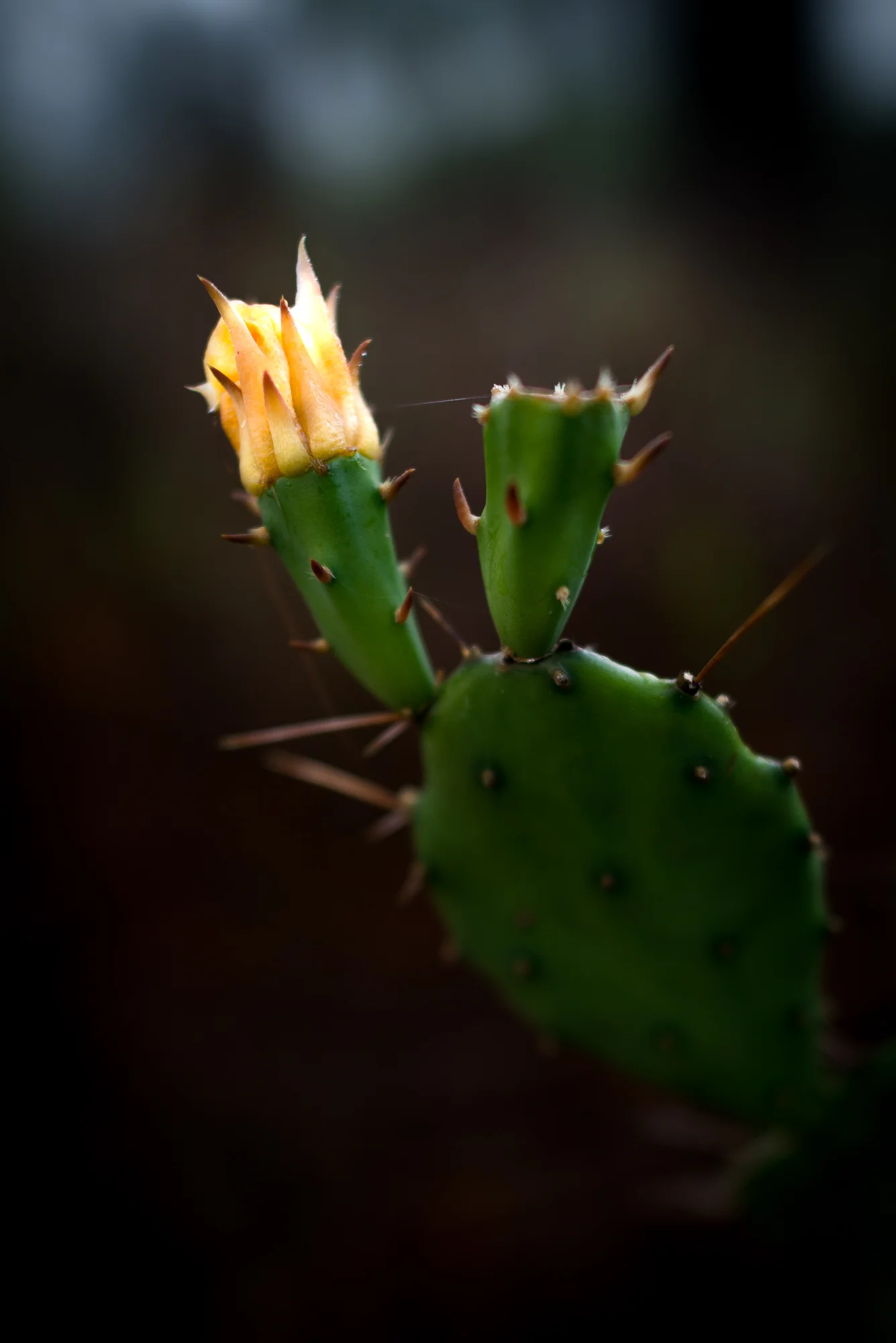 Even failure glows in the dark. After some research, I learned that what we had originally thought were buds were actually what are called “old flowers.” By the time I took that first cell phone image, the flowers had already bloomed, shriveled, and…