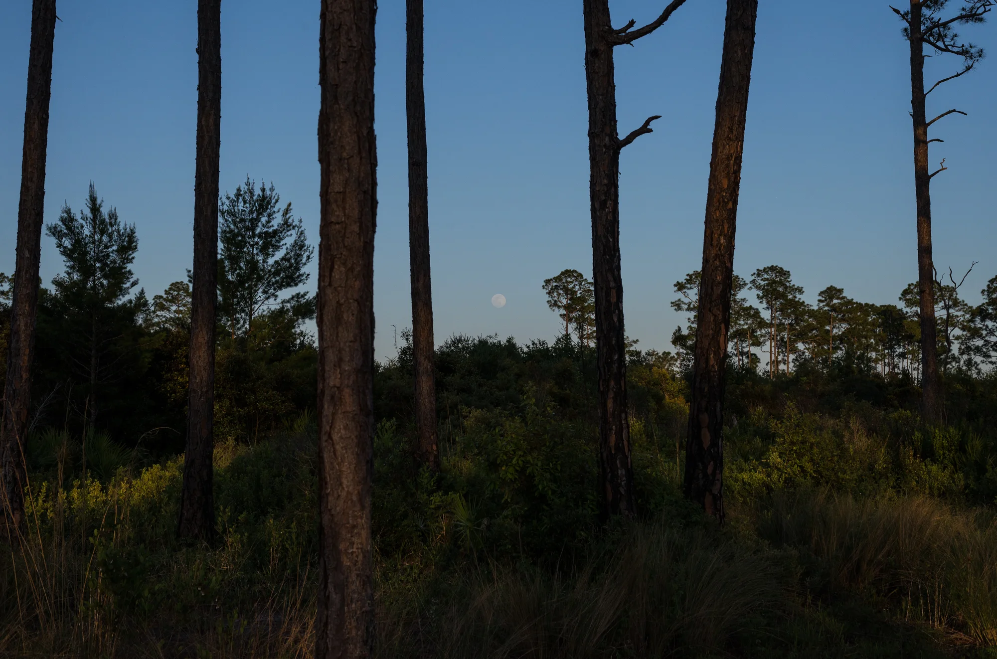 The moon rises over the Juniper Prairie Wilderness during our hike to the pond.