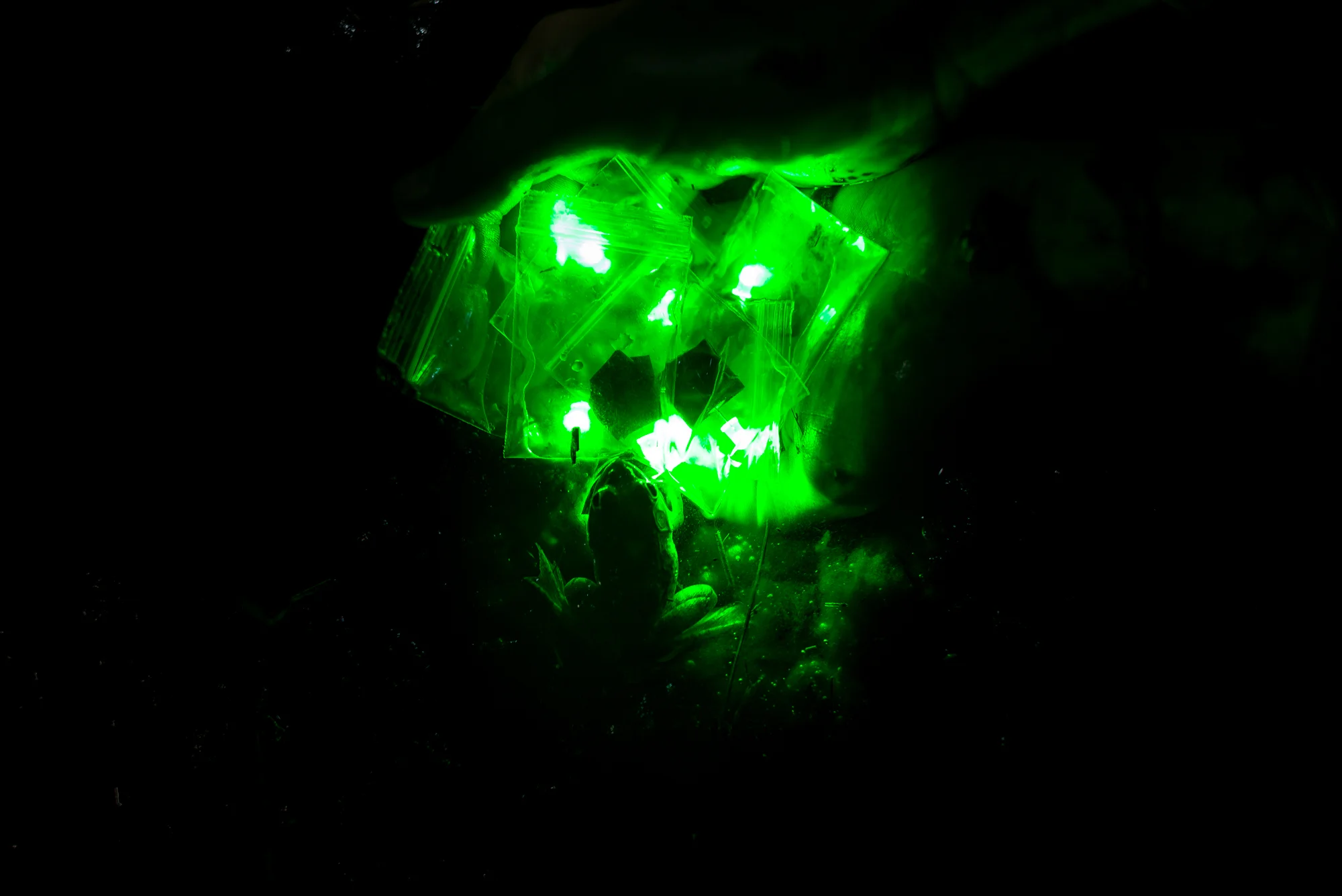 A frog glows green in the light of the LEDs.