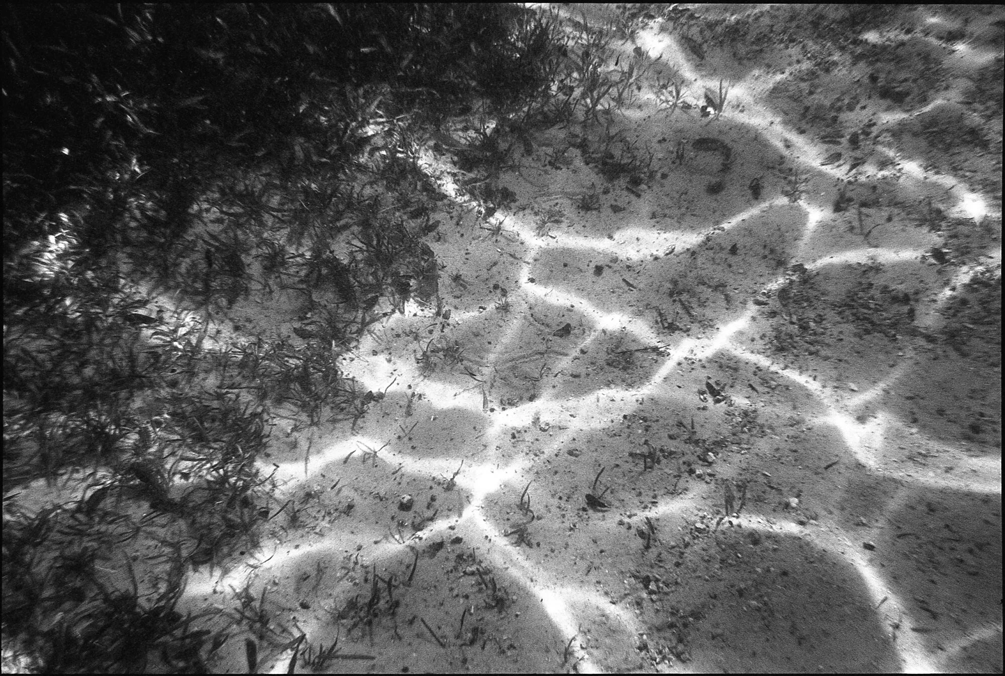 NikonosV_001_400TX_028_edited_web.jpg