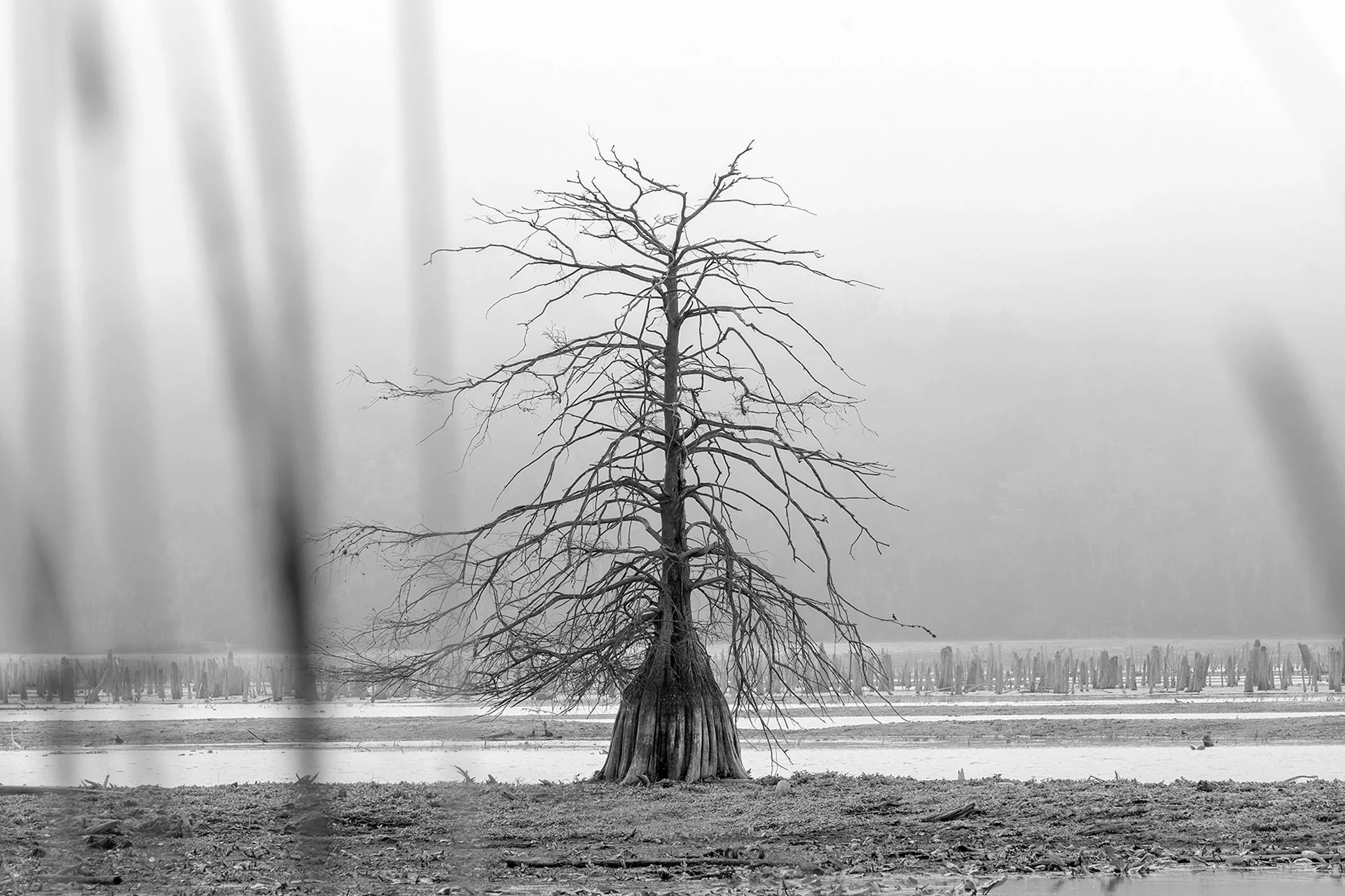 A Temporary Landscape