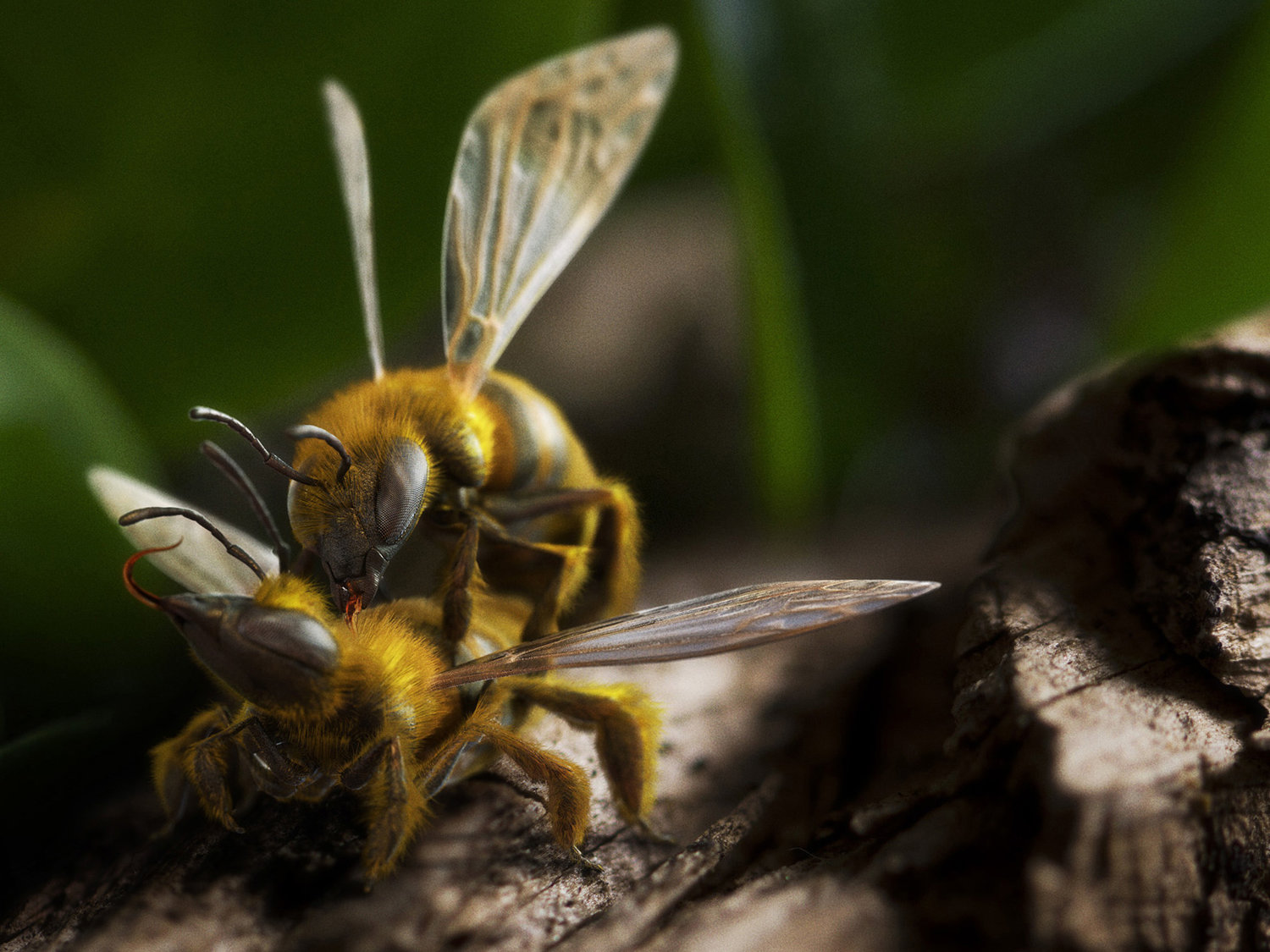 Honey b. Honey Bee.