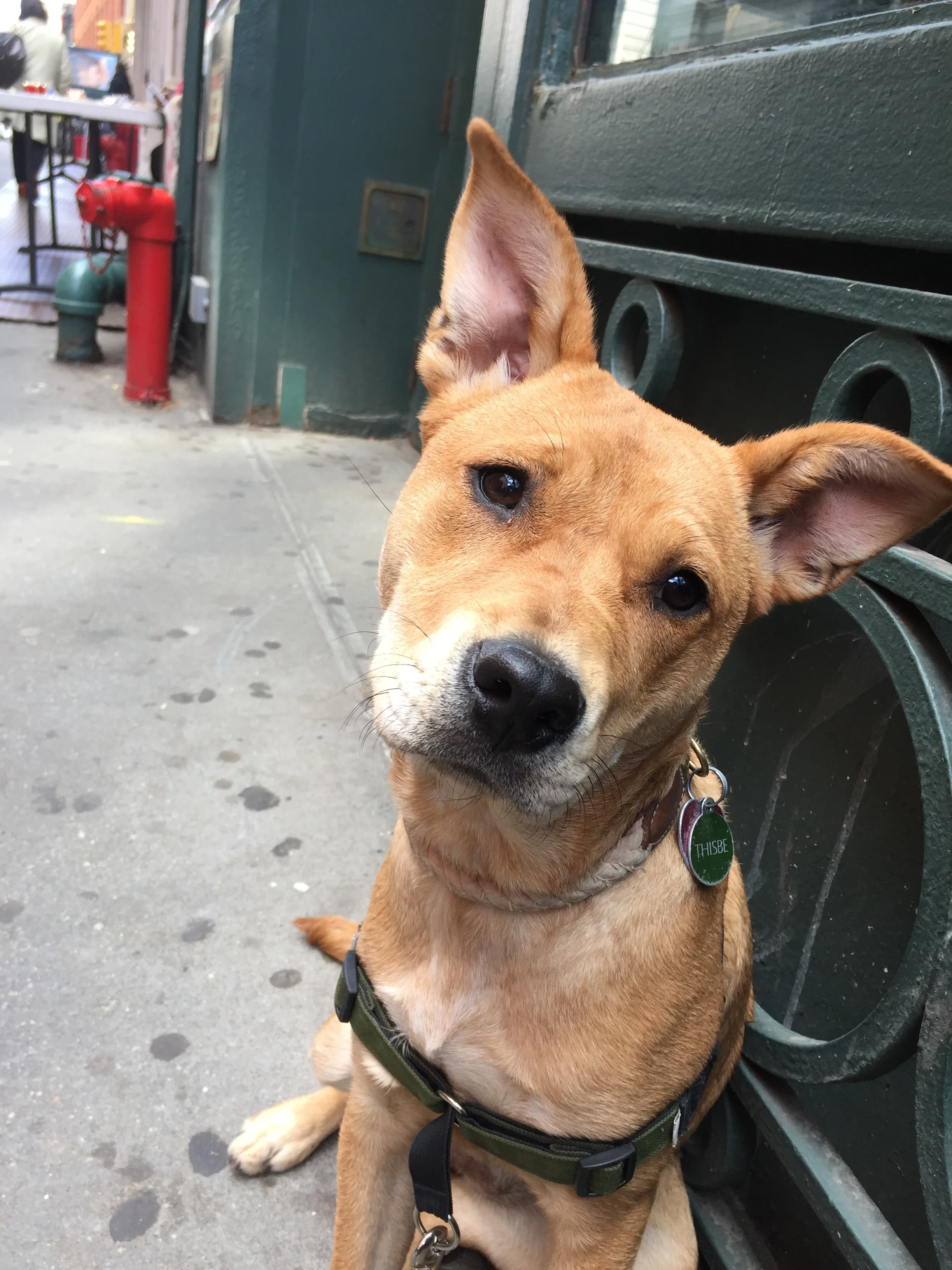 Matthew Patrick Morris' dog Thisbe!
