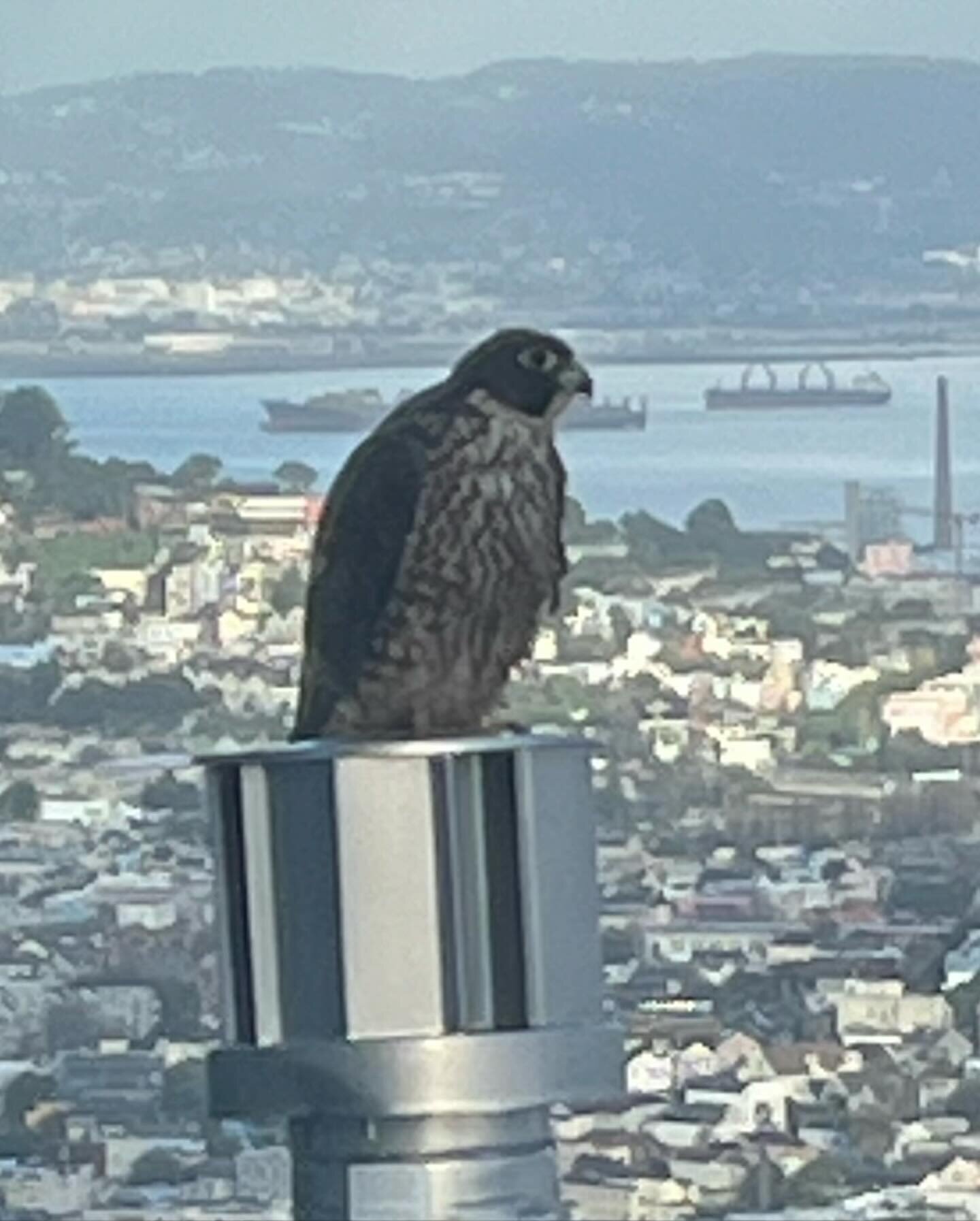 The friendly neighborhood hawk hanging out on the chimney next door. #hawk #sanfrancisco #urbanwildlife