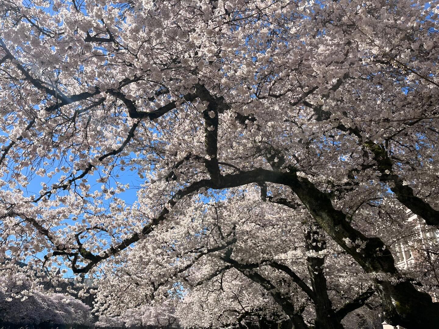 #cherryblossom #universityofwashington #seattle