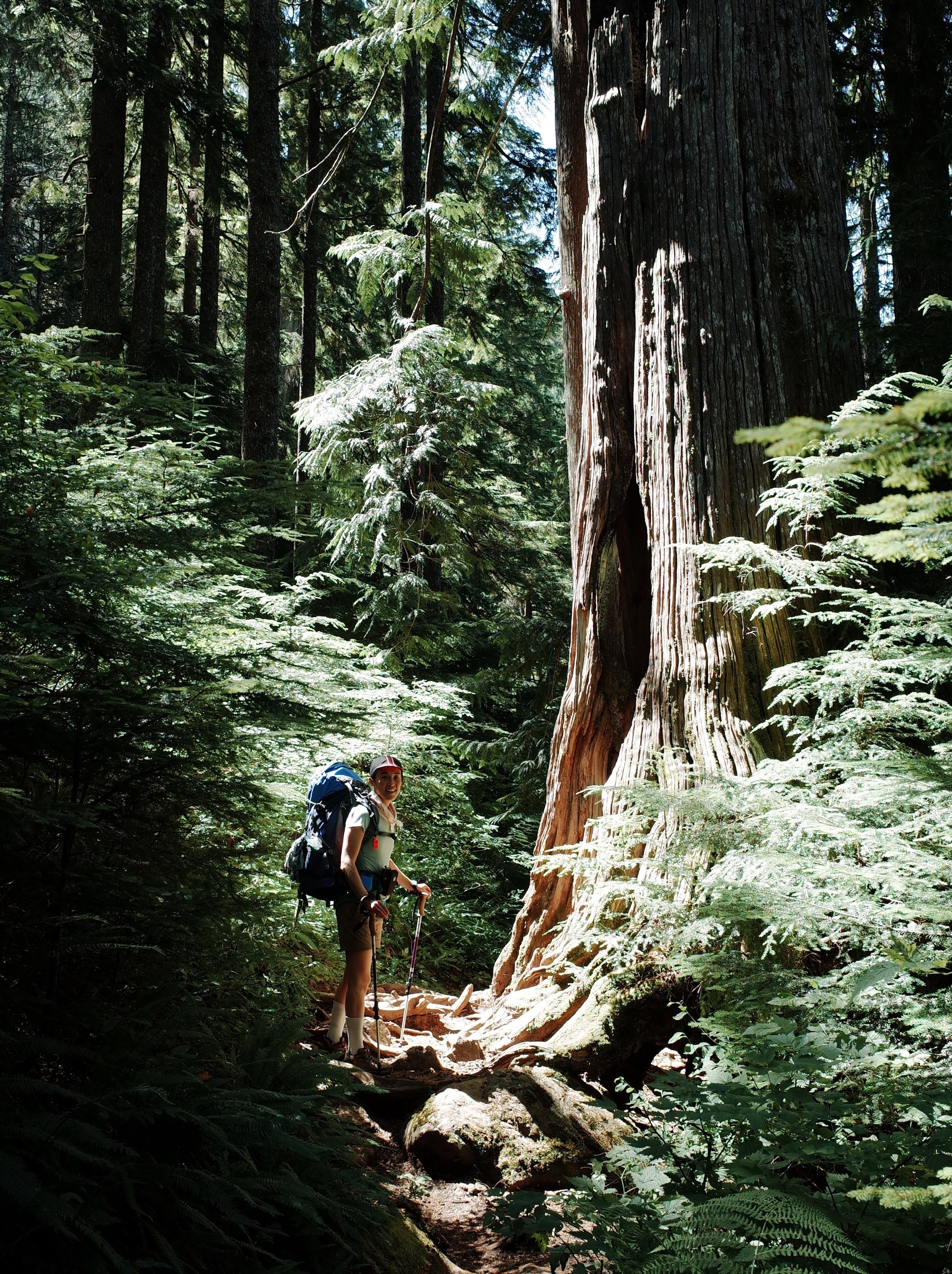 Female hiker in dense PNW forest next to large old growth pine tree.