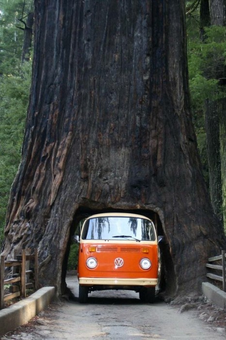 sequoia-unknown.jpg
