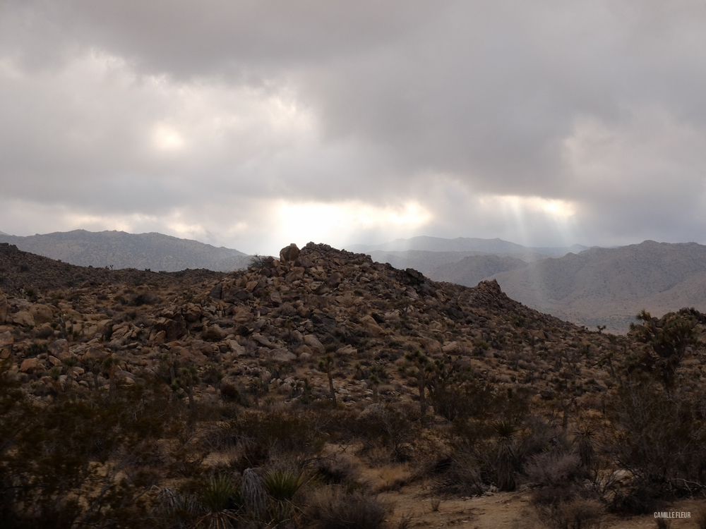 roadtrip-joshuatree-10.jpg