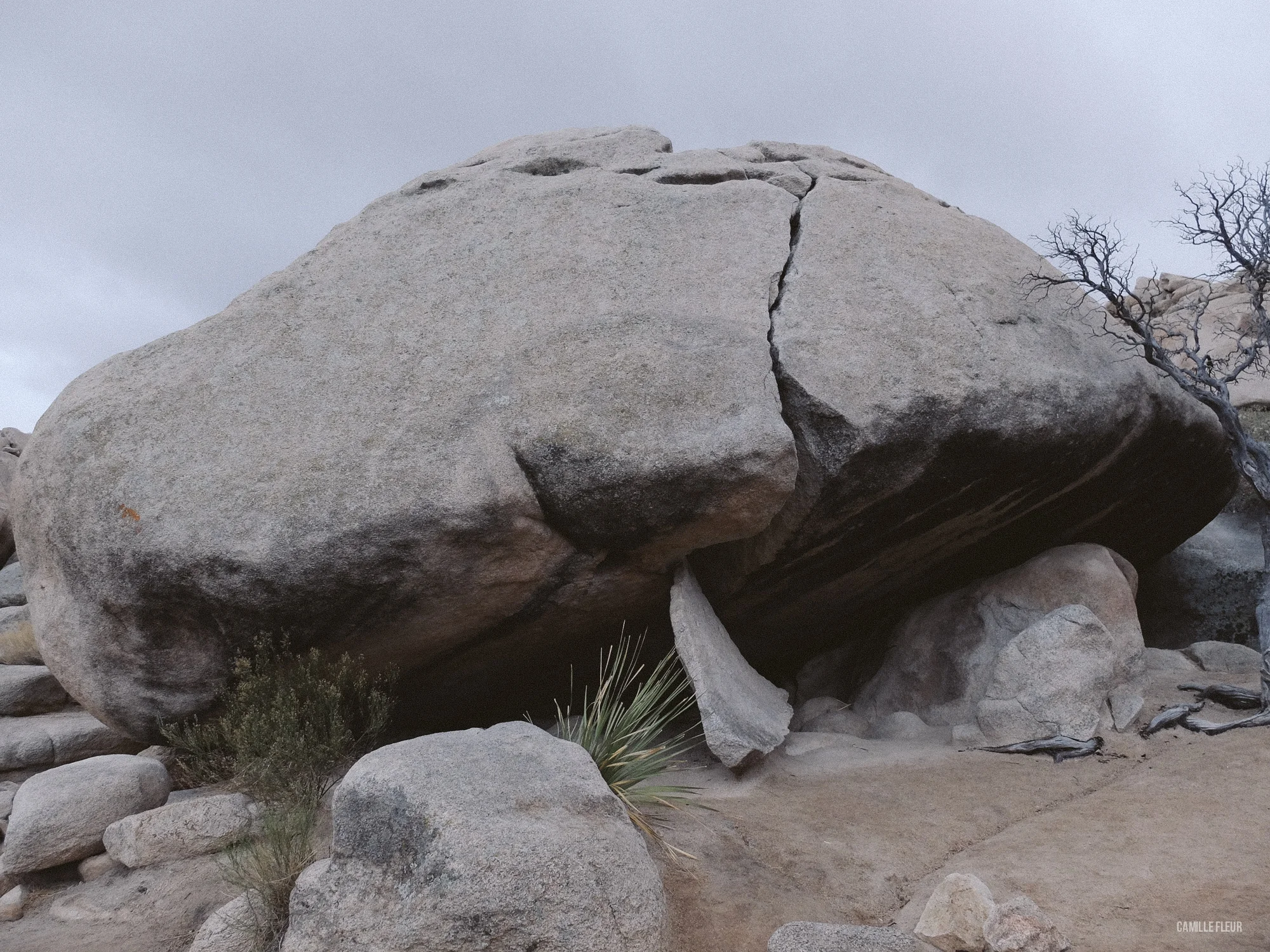 roadtrip-joshuatree-28.jpg